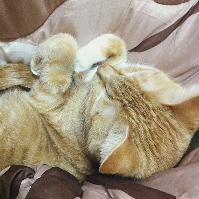 Yasumiさんの実例写真