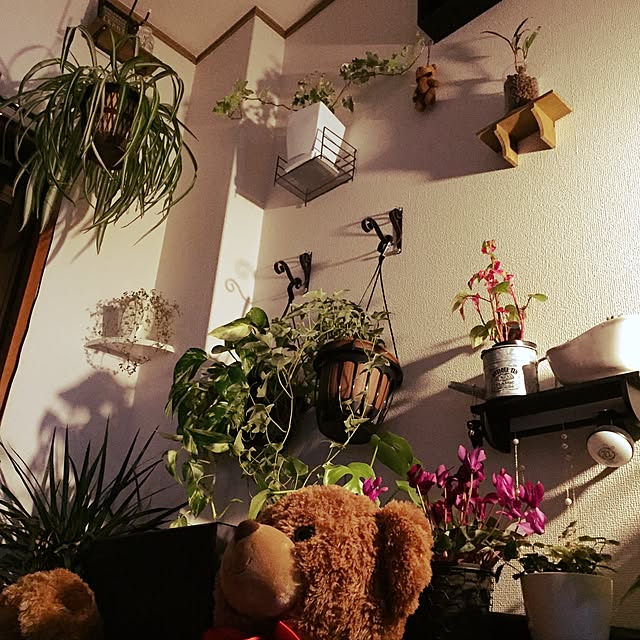 ベッド周り/観葉植物/ぬいぐるみ/おやすみなさい...zzZ/一人暮らし...などのインテリア実例 - 2016-12-20 04:11:21