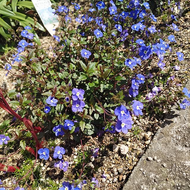 salacocoさんの部屋