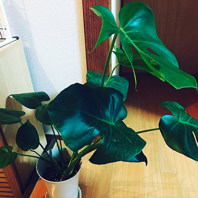 実例写真