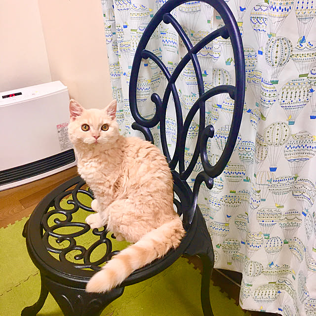 naokoさんの実例写真