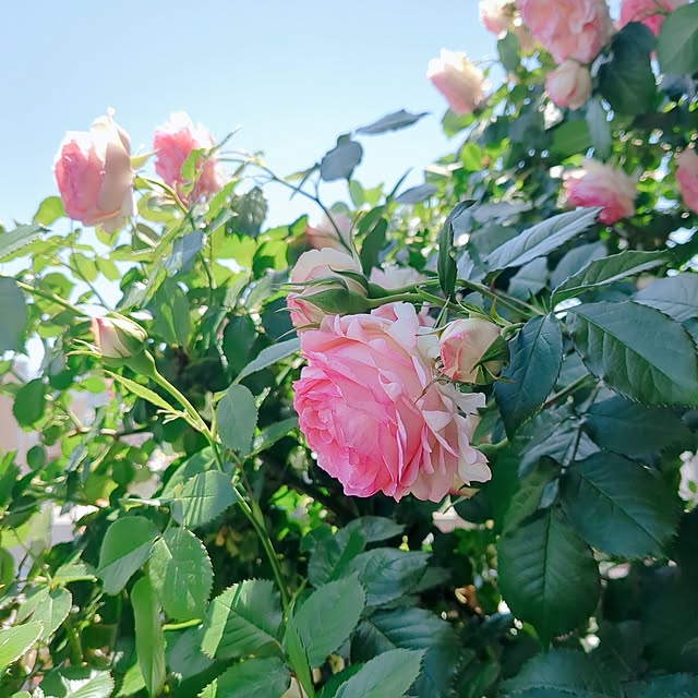 twinkle-butterfly38さんの実例写真