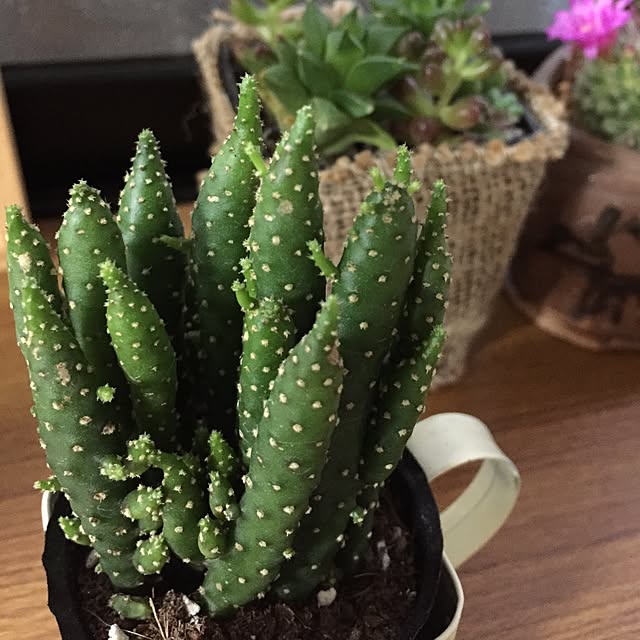 CoffeeHouseさんの実例写真