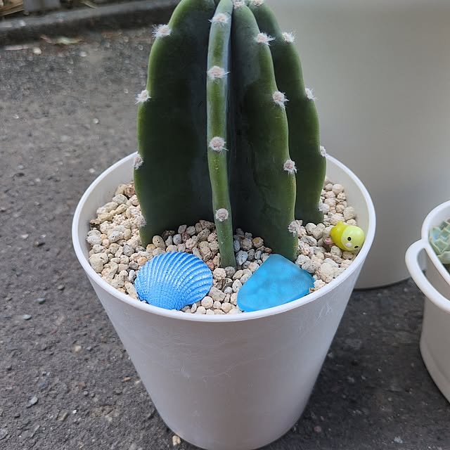 cocomintさんの部屋