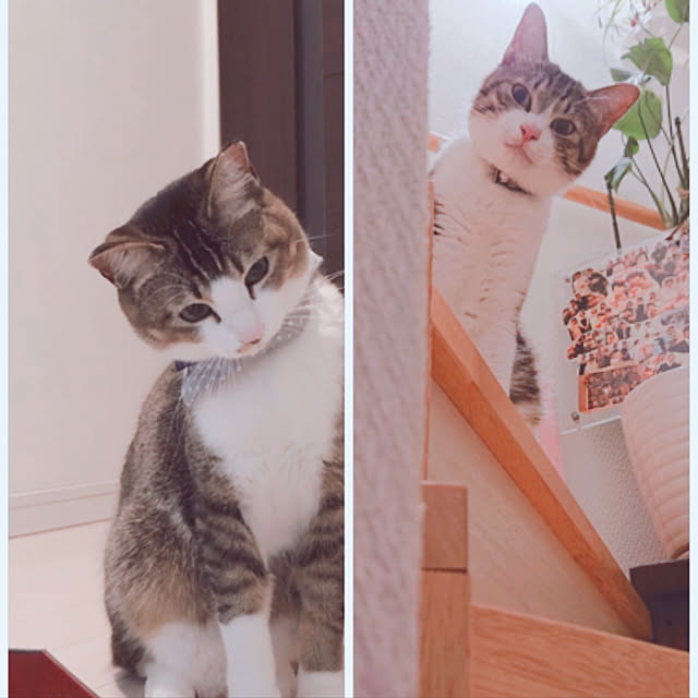 nekomiさんの実例写真