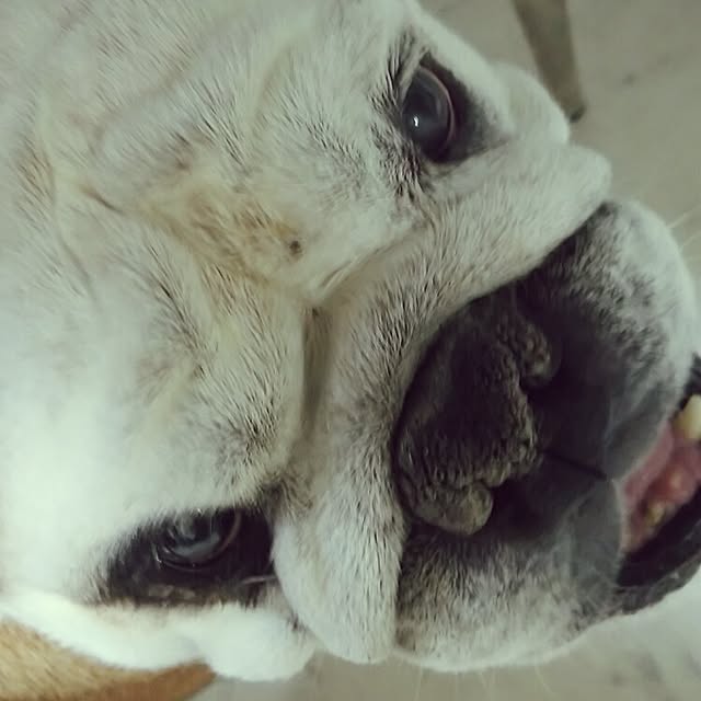 panchobiさんの実例写真