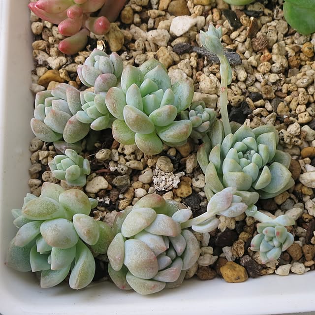 nan_tocoさんの実例写真