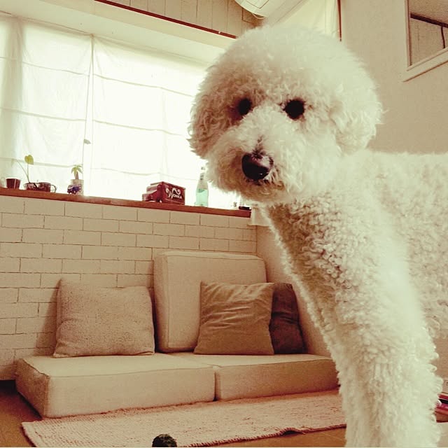 mimi33さんの実例写真