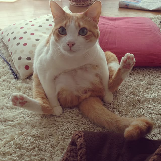 Kinanさんの実例写真