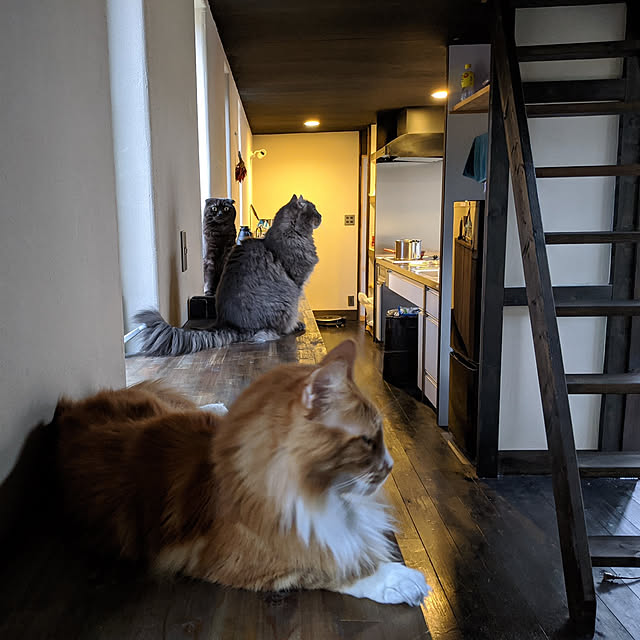 RusticLifeWithCatさんの実例写真