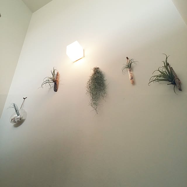 kuuuuさんの実例写真