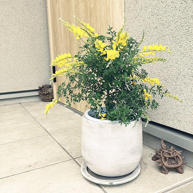 chiapetさんの実例写真