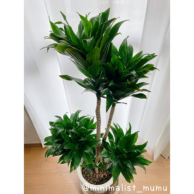 Minimalist_mumuさんの実例写真