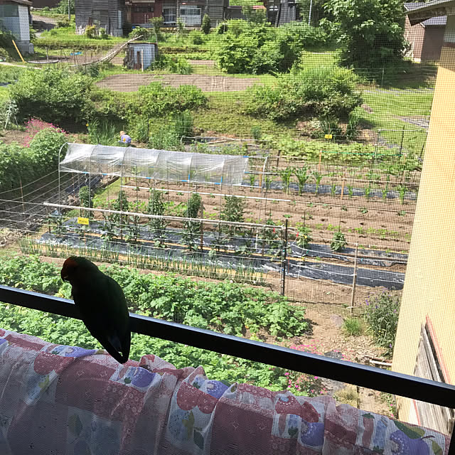 aoinokimiさんの実例写真
