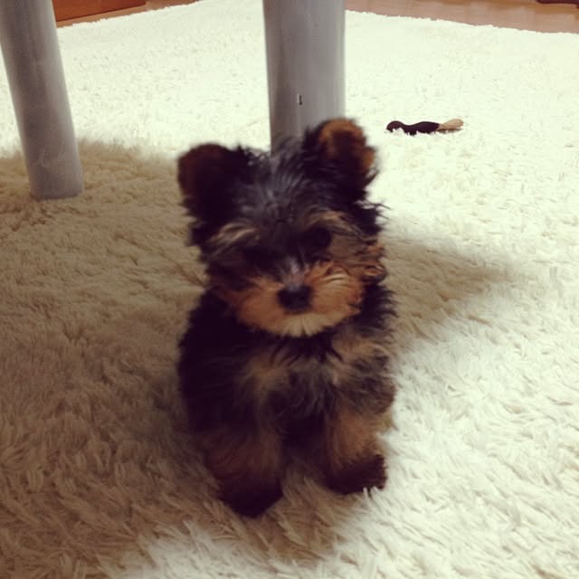 mayuoさんの実例写真