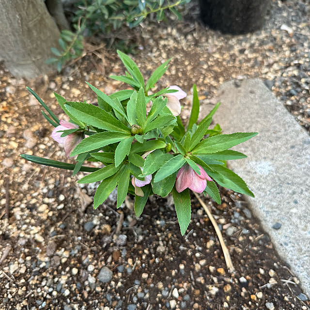 mamizaさんの部屋