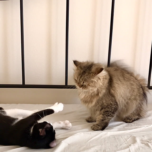 butachanさんの実例写真
