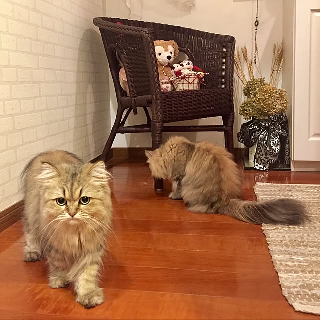 butachanさんの実例写真