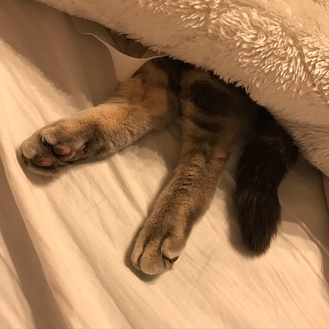 nanaさんの実例写真
