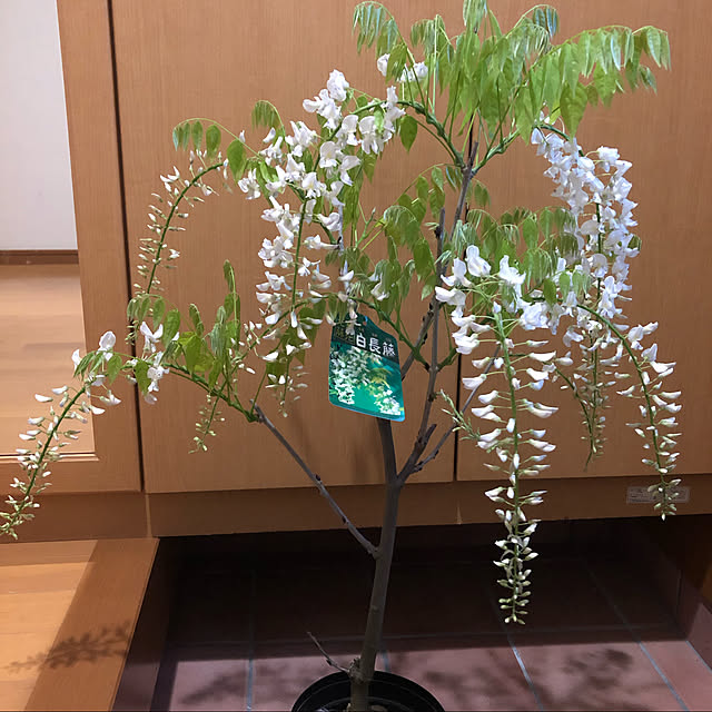 fumikoiさんの実例写真