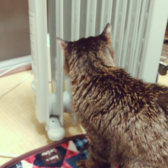 kittenblueさんの実例写真