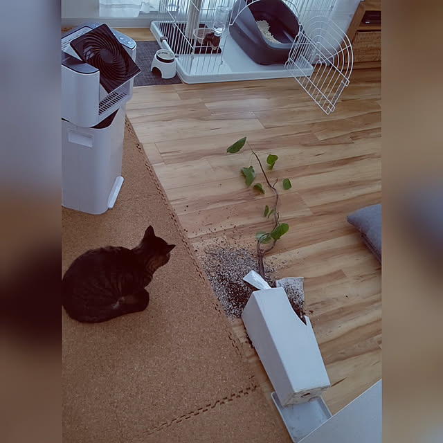 hihaさんの実例写真