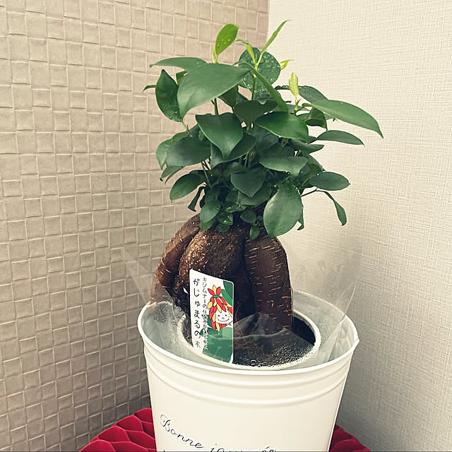 moroさんの実例写真