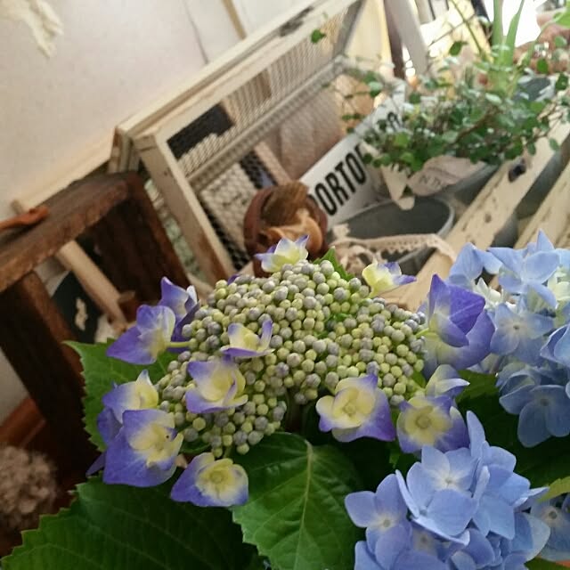 hitomiさんの実例写真