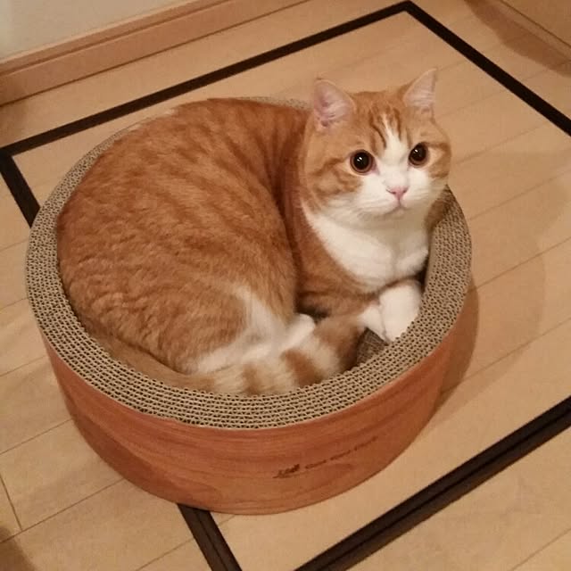 mi123さんの実例写真