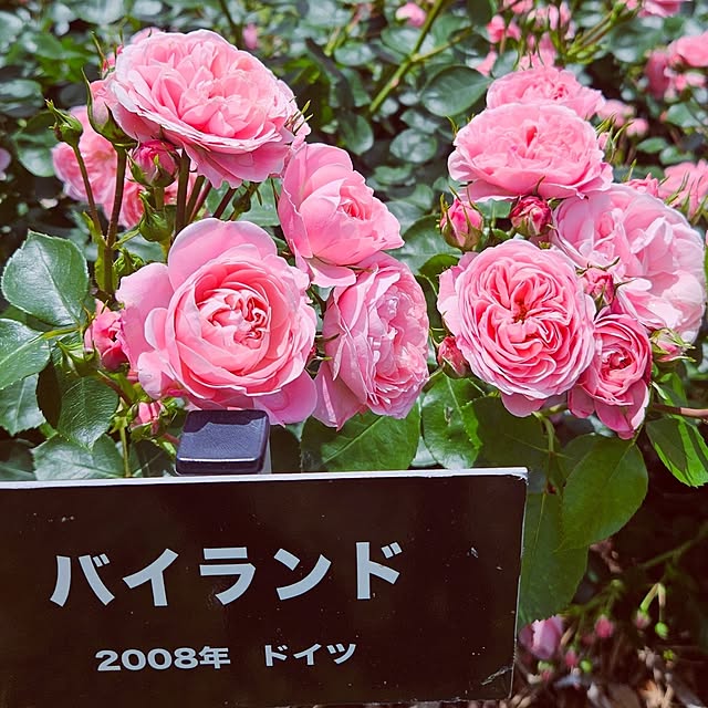 mocomocoさんの部屋