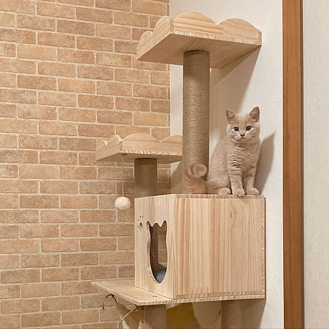 tomoさんの実例写真