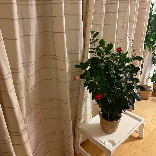 miさんの実例写真