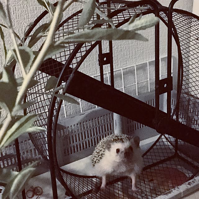 saokoさんの実例写真