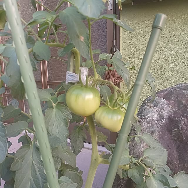 tuushiさんの実例写真