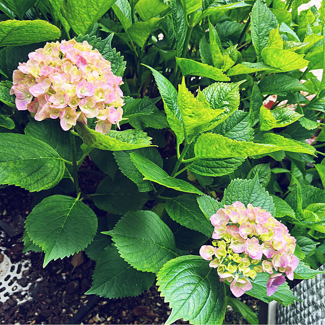 yukarin-gardenさんの部屋