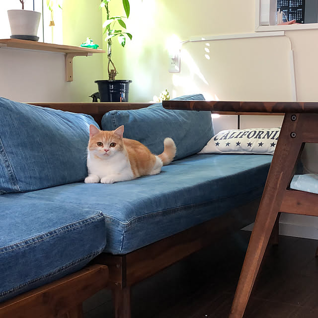 taMAさんの実例写真