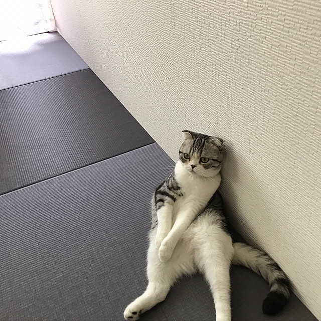 Dahliaさんの実例写真
