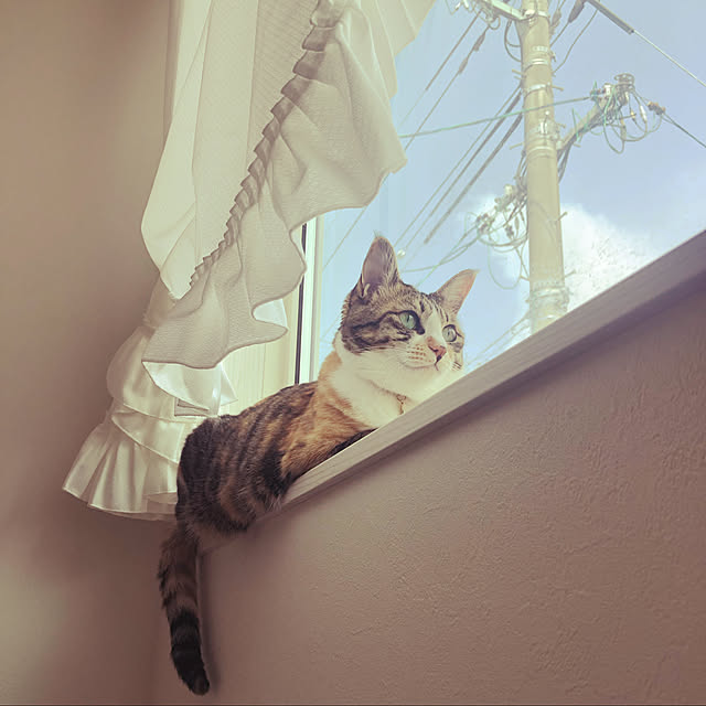 nekomaruさんの実例写真