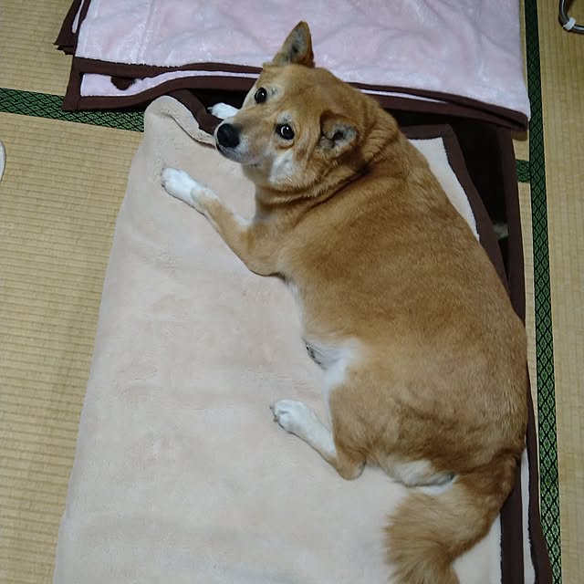 yanyon0194さんの実例写真
