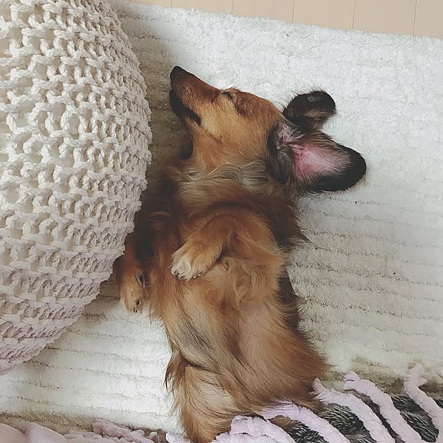 koumeさんの実例写真
