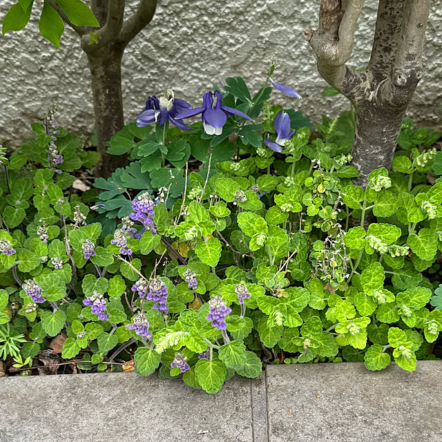 mamizaさんの実例写真