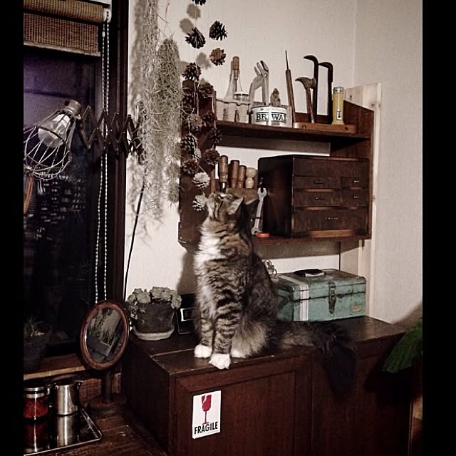 jnkaiさんの実例写真