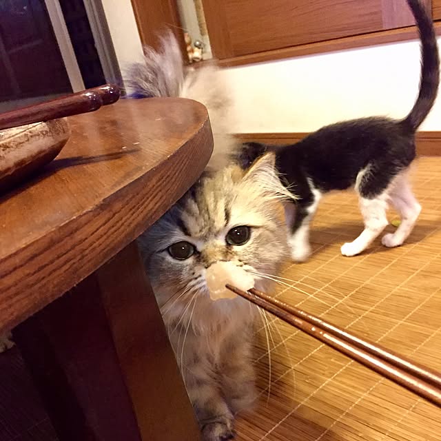 butachanさんの実例写真