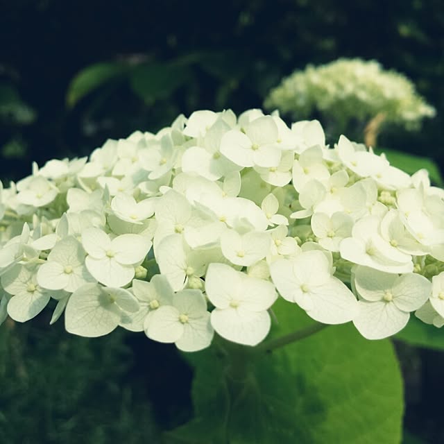 wagenaigo731さんの実例写真