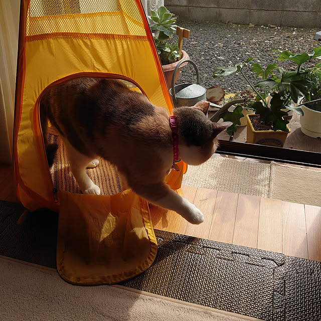 fukuさんの実例写真