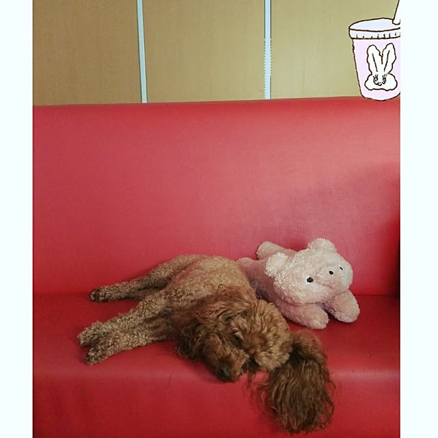 cherrycherryさんの実例写真