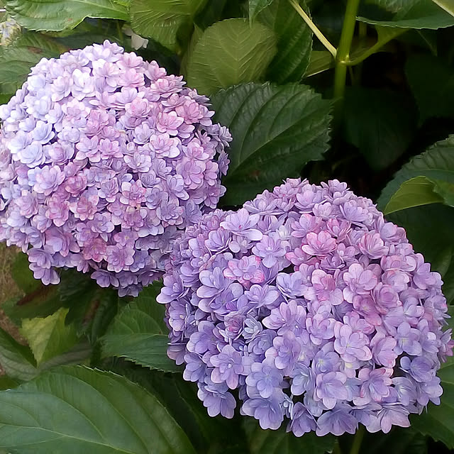 mariagardenさんの実例写真