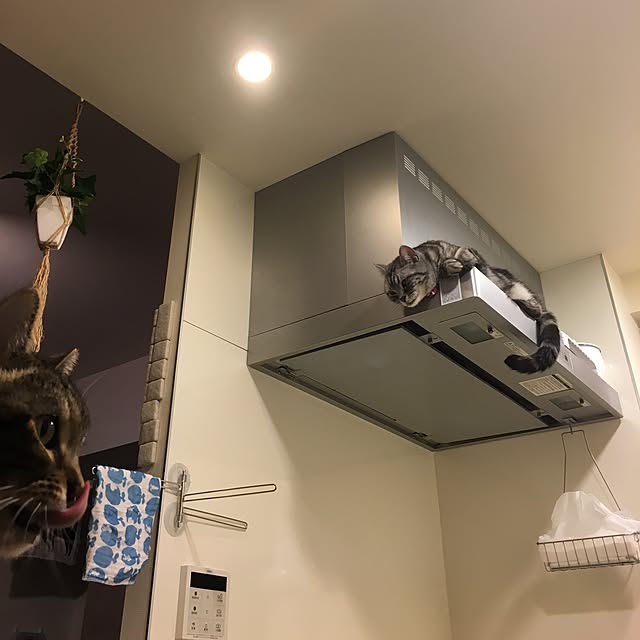 mikomaruさんの実例写真