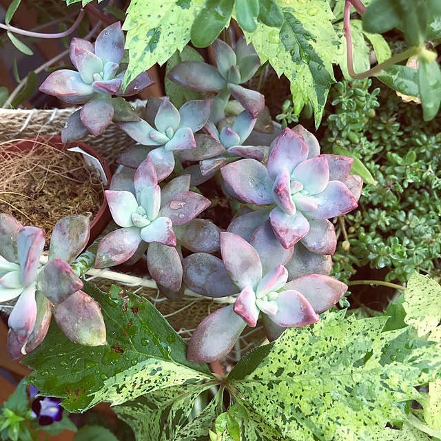 fuuさんの実例写真