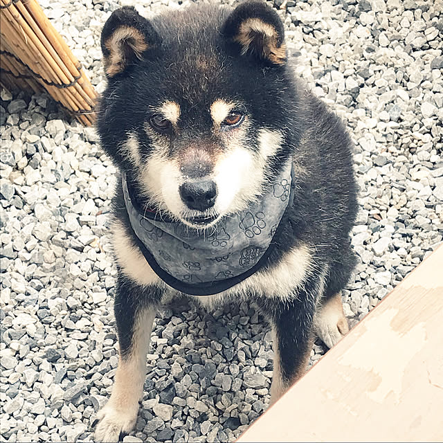 ayayanさんの実例写真